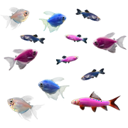GloFish� 20G Moonlight LF Tetra-Danio-Shark 12ct Live Fish Assortment