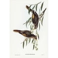 thumbnail image 2 of Gould, John 13x18 Black Modern Framed Museum Art Print Titled - Sombre Honey-eater-Myzantha obscura, 2 of 4