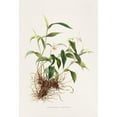 thumbnail image 3 of James Bateman 14x18 Black Modern Framed Museum Art Print Titled - Sobralia Decora (1837-1843), 3 of 5