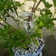 thumbnail image 2 of Indoor Automatic Flower Glass Garden Plant Watering Device Sprinkler, 2 of 4