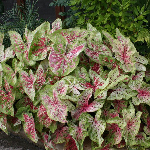 P. Allen Smith Selection, Dwarf Caladiums Miss Muffet, Set of 6 Bulbs