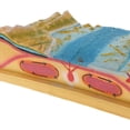 thumbnail image 3 of Maqueta de equipo para tectónica de placas Material didáctico sobre geología, 3 of 6