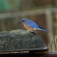 thumbnail image 3 of Farm Innovators 4 Seasons Outdoor Sand Coated Heated Birdbath (2 Pack), 3 of 4