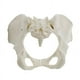 thumbnail image 2 of Modelo de Pelvis Femenina de TamañO Real, Modelo de Cadera, Modelo de AnatomíA Femenina, Modelo PéLvico de Hueso de Cadera, Modelo AnatóMico Femenino, 2 of 6