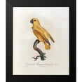 thumbnail image 2 of Barraband, Jacques 12x14 Black Modern Framed Museum Art Print Titled - Variete du Perroquet a tete grise, 2 of 5