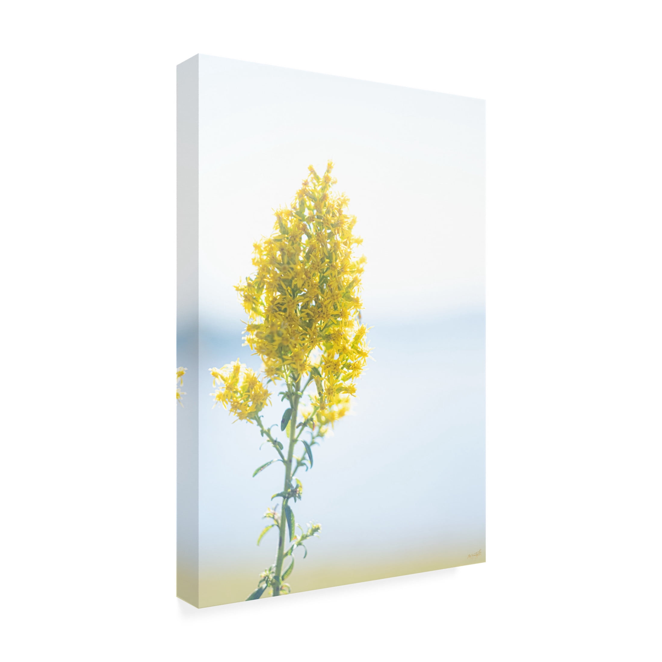 Canvas Wall Art - Life BeautifuLEE 'Tiny Yellow Boquets 4' Wall Art for Living Room, Bedroom, or Office Décor by Trademark Fine Art - 12 x 19 Inches