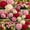 Mix-C, variant on Mixed Great Peonys Planting-Premium Garden Stakes-Ornamental Home Decoration-Beautiful Gift Garden-Bloom Year After Year-(Non-Artificial)