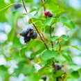 thumbnail image 4 of Brighter Blooms - Autumn Brilliance Serviceberry Tree, 4-5 ft. - No Shipping to AK, AZ, HI, 4 of 5