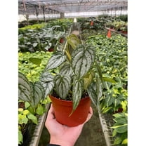 House Plant Dropship 6-PHILODENDRON-BRANDI 6 in. Pot Philodendron Brandi Plant