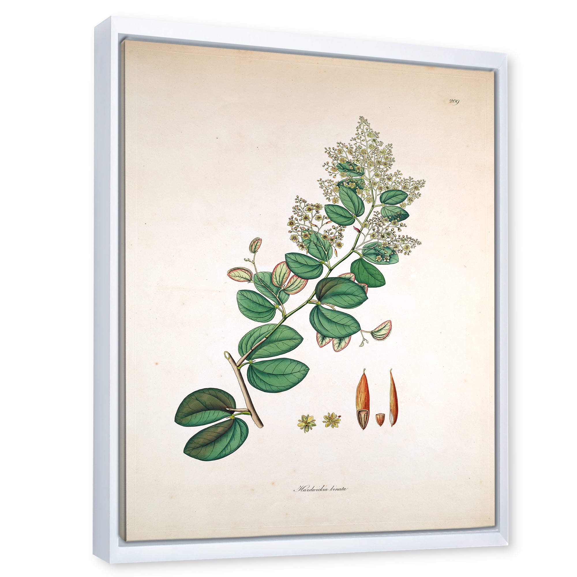 Designart 'Ancient Botanicals XIII' Farmhouse Framed Canvas Wall Art Print