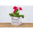 thumbnail image 4 of Wood Planter Box with Wine Crate Styled, 5 Inch Square, Whitewash, Plastic Liner, Garden Centerpiece Display, Wedding Flowers Holder, Home and Venue Decor (5x5 Wine Crate Set of 4, Whitewash), 4 of 7