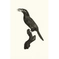 thumbnail image 2 of Jacques Barraband 11x14 Gold Ornate Wood Frame and Double Matted Museum Art Print Titled - The Male Aracari Koulik from Brazil. (1806), 2 of 4