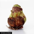 thumbnail image 4 of Double King Dormant Amaryllis Bulb for indoor forcing, 4 of 4