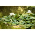 thumbnail image 3 of Berzel, Erin 24x17 Black Modern Framed Museum Art Print Titled - Lotus Pond II, 3 of 5