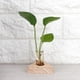 thumbnail image 2 of 5 uds florero transparente de vidrio maceta terrario mesa de escritorio planta hidropónica bonsái, 2 of 8