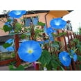 thumbnail image 2 of Blue Morning Glory Climbing Vine | 100 Seeds to Plant | Beautiful Flowering Vine, 2 of 2