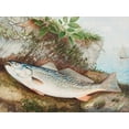 thumbnail image 2 of Kilbourne, Samuel 18x15 Gold Ornate Wood Framed with Double Matting Museum Art Print Titled - The Weakfish, 2 of 4