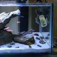Spawn Prawns HINTRMENT Transparent Betta Fish Tunnel for Resting and Hiding ...