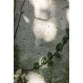 thumbnail image 3 of 1x Studio III 13x18 Black Modern Framed Museum Art Print Titled - Wall-climbing plant, 3 of 5