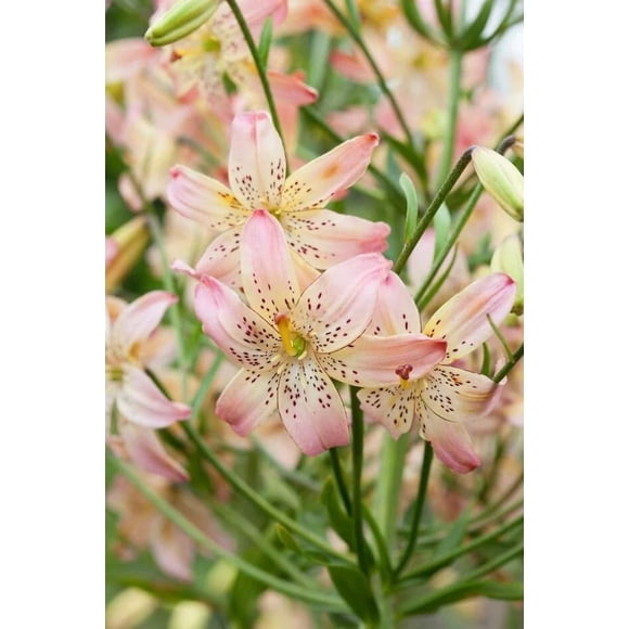 GSDWIUEW 3 Packs Tiger Lily Bulbs for Planting, Asian Lilium Plants Perennials Flower Bulbs for Spring and Fall Planting Home Garden Décor Indoor and Outdoor, Easy to Grow (Corsage)