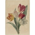 thumbnail image 2 of Jan Jacob Goteling Vinnis 14x18 Black Ornate Wood Framed Double Matted Museum Art Print Titled - Bouquet of Tulips (1831 - 1900), 2 of 5