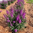 thumbnail image 3 of Direct Gardening 2 Gal. Pot, Birthday Cake™ Butterfly Bush Shrub Potted Purple Flowering Plant, 3 of 6