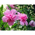 thumbnail image 4 of 1000 Graines de ROSE de SHARON HIBISCUS Syriacus Arbuste, 4 of 11