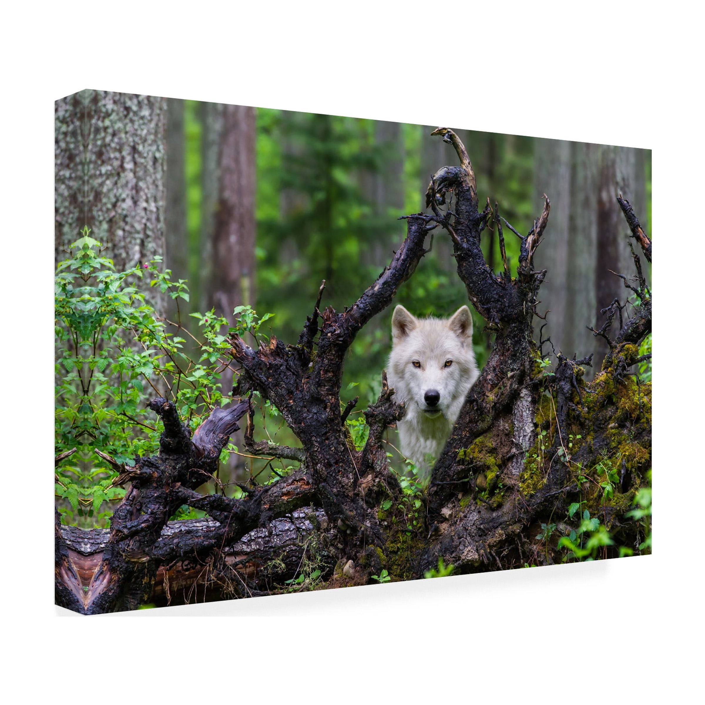 Mike Centioli 'Wolf' Canvas Art