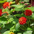 thumbnail image 5 of Lantana Dallas Red  30 Live Plants  Lantana Camara  Flowering Perennial  Garden Colorful Bloom  Hardy Outdoor Decor  Vibrant Red Flowers, 5 of 8