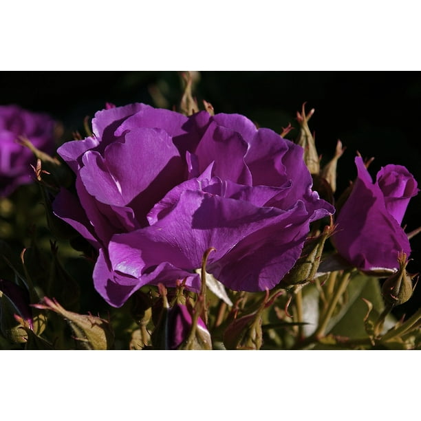 Canvas Print Rose Rhapsody In Blue Bluest Rose Blue Rose Blue Stretched Canvas 10 X 14 Walmart Com Walmart Com