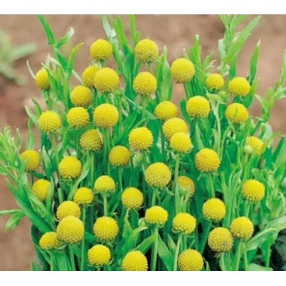 New Pineapple Flower Seeds for Growing (50 Seeds) Yellow Drumstick Flower, Great for Cut Flower Arrangements, Highly Ornamental