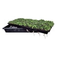 thumbnail image 4 of Bootstrap Farmer Microgreen 1020 Trays, Shallow Extra Strength 10 Pack Seed Tray with Holes - Grow Fodder, Wheatgrass, Sprouting, Plants Growing, 4 of 4