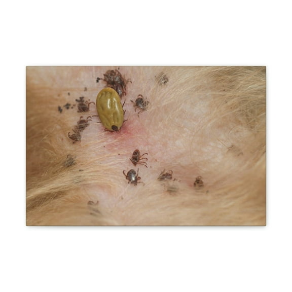 Tick Group Tick Troop Print Animal Wall Art Wildlife Canvas Prints Wall Art Ready to Hang Unframed