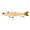 Bone Pearl, variant on 6th Sense Draw Coastal Series Swimbait, 6.5", Live HD Mullet