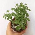 thumbnail image 2 of Senecio Articulatus Candle Plant - 4 inch, 2 of 4