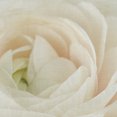 thumbnail image 3 of Masterpiece Art Gallery Blushing Bride II Ranunculus By Rebecca Swansong Canvas Art Print20" x 20", 3 of 4