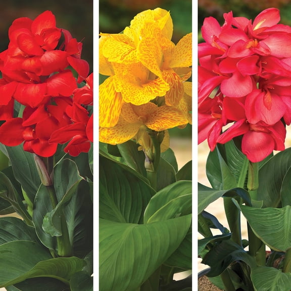CannaSolâ„¢ Mix