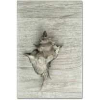 Trademark Fine Art 'Murex Shell' Canvas Art by Cora Niele