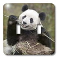 thumbnail image 3 of 3dRose, China, Wolong, Giant panda bear eating bamboo - AS07 AGA0009 - Alice Garland, double toggle switch, 3 of 3