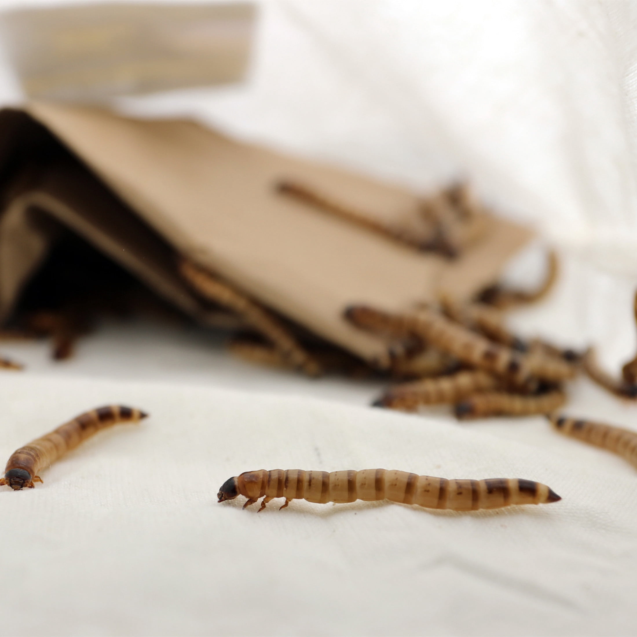ReptiCulture Superworm 250 ct