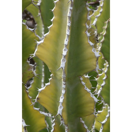Canvas Print Euphorbia Venenata Plant Thorns Cactus Succulent Stretched Canvas 10 x