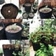 thumbnail image 3 of Bolsa para cultivo de patatas y tomates para jardines al aire libre - Macetero de tela transpirable para plantas de hortalizas (negro), 3 of 8
