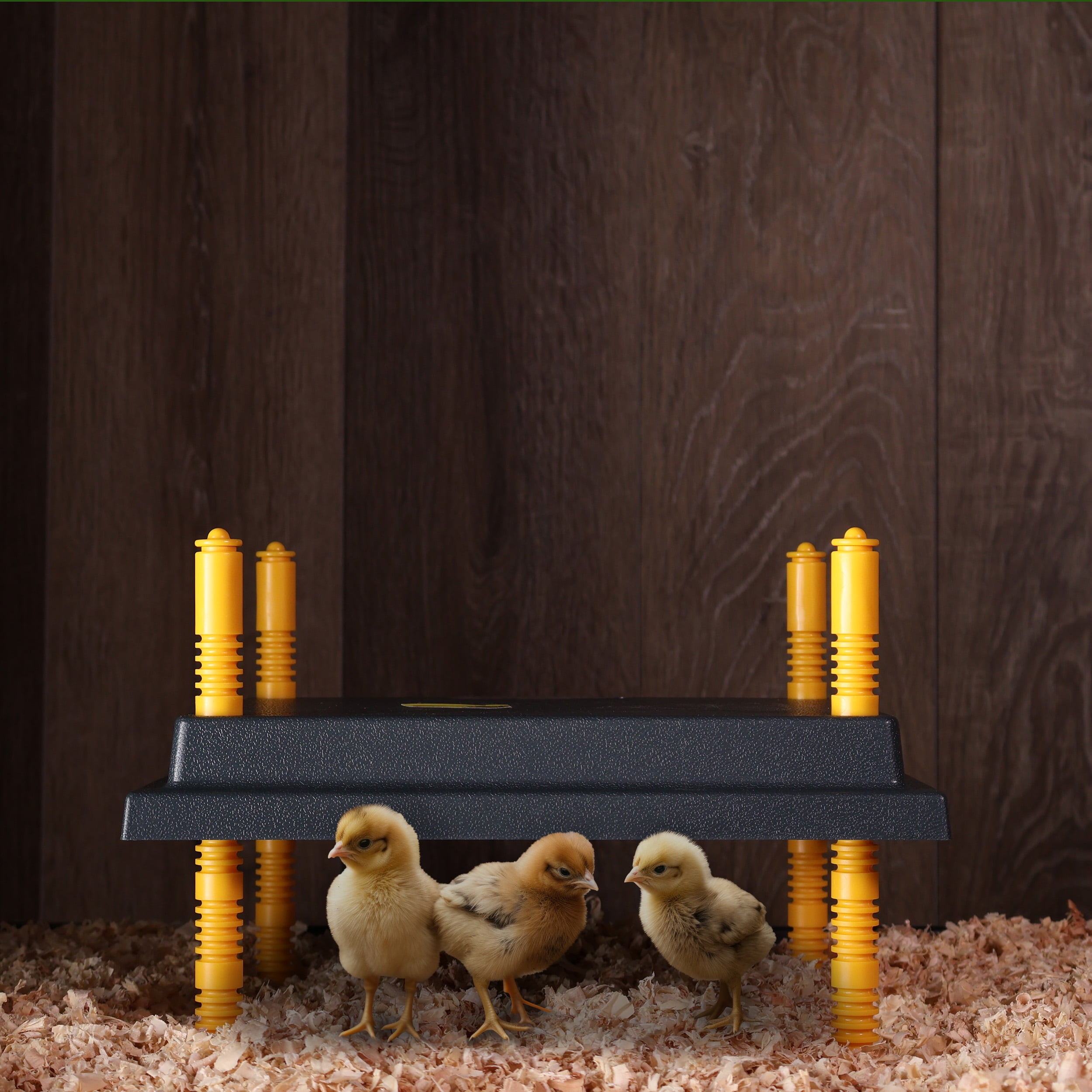 Farmight Chick Heater Plate, Adjustable Height, 3 Size Options - My Pet  Chicken