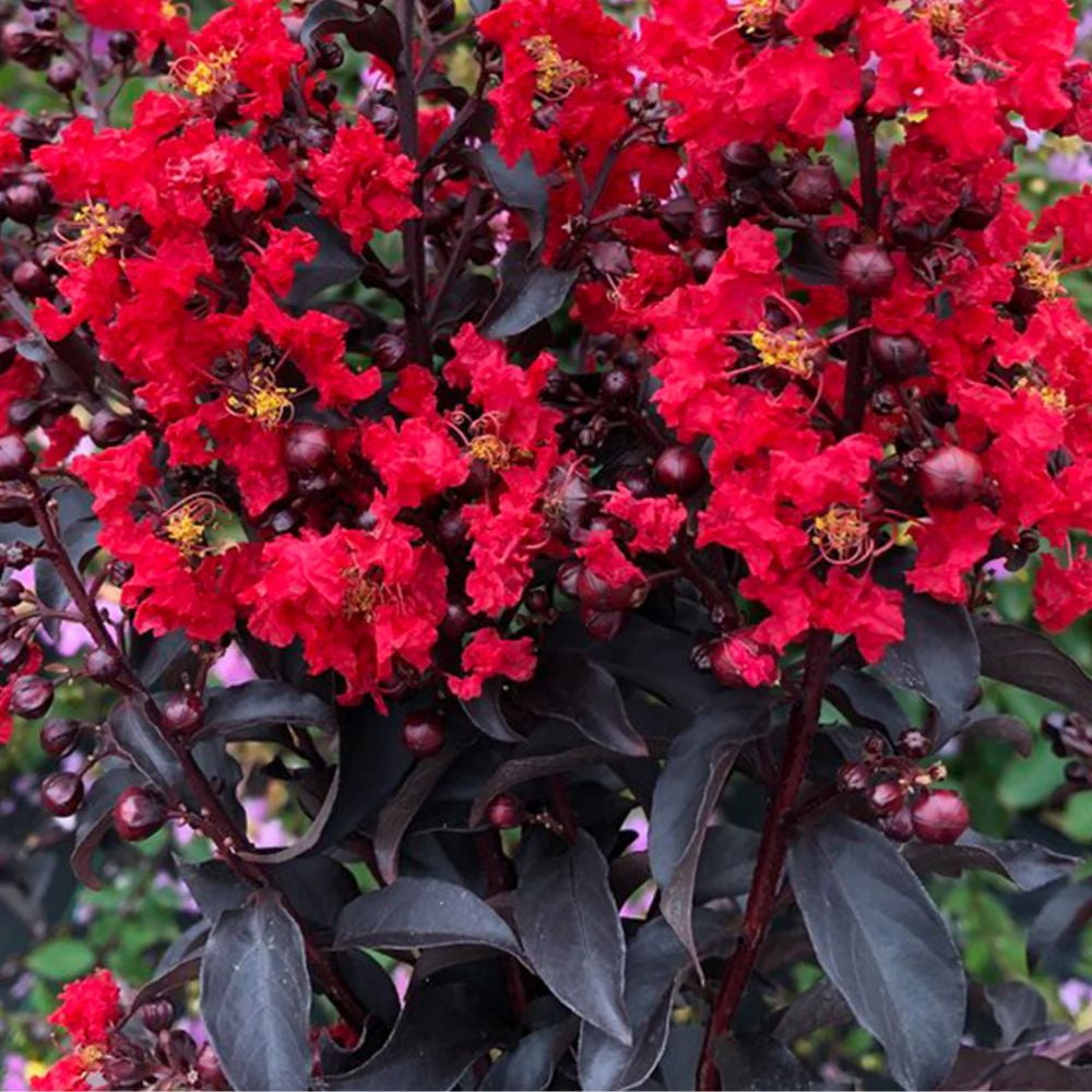 Proven Winner 3-4 ft tall Center Stage Red Crape Myrtle Live Tree in 7-Gallon Grower Pot