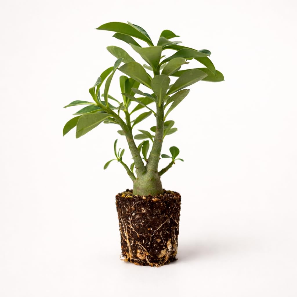 PLANT NOOK Double Yellow Desert Rose (Adenium obesum) Live Plant Starter | Double Petal Yellow Blooms, Sculptural Caudex Succulent | Full Sun, Drought Tolerant