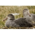 thumbnail image 2 of Paulson, Don 14x11 White Modern Wood Framed Museum Art Print Titled - South Georgia Is Northern giant petrels in grass, 2 of 4