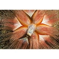 thumbnail image 2 of Hawaii, Maui, Rare Sighting Of A Blue-Spotted Sea Urchin (Astropyga Radiata). Poster Print (18 x 12), 2 of 4
