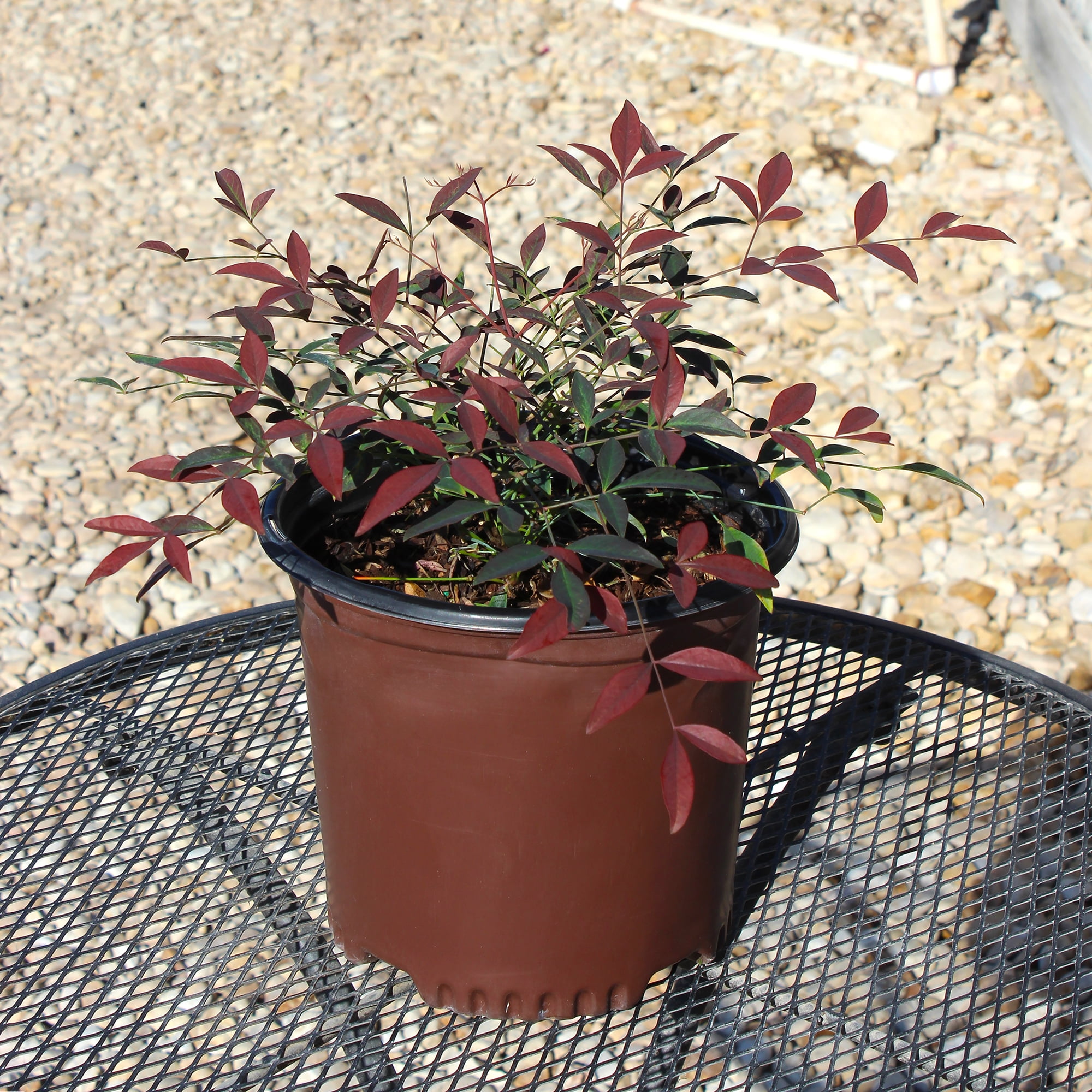 Southern Living Nandina Flirt Shrub, Outdoor Plant & Garden Shrubs 1 gal Pot, Part Sun