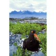 thumbnail image 2 of Black Oystercatcher On Nest Showing With Port Gravina And Chugach Mountains In Background Prince William Sound Southce 1, 2 of 4