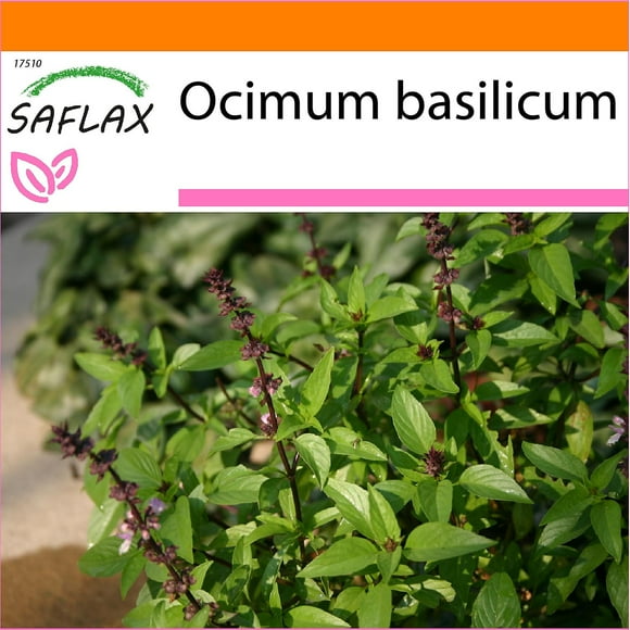 Saflax - Garden in the Bag - 200 seeds - Thai Basil - Basilic thai - Basilico Thailandia - Albahaca - Thai - Basilikum--
